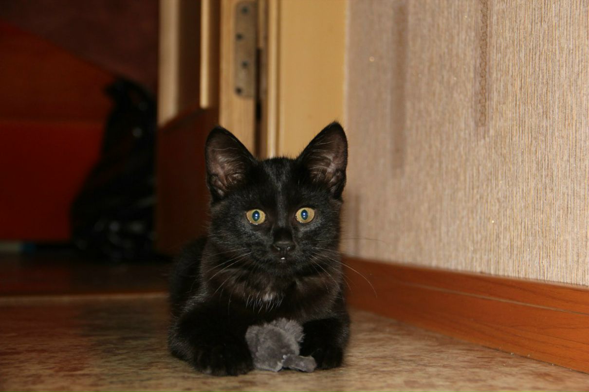 Илья Давлятчин | Москва