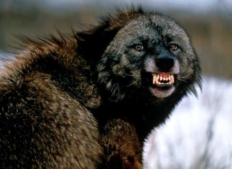 Олесь Молчанов | Москва