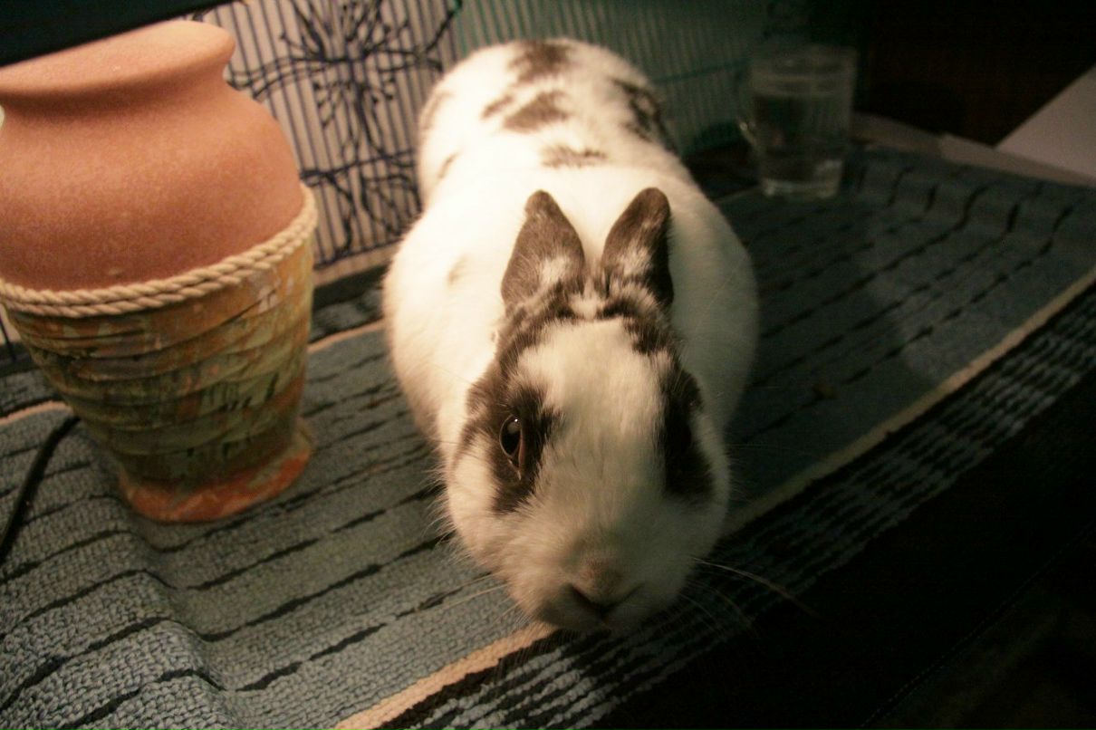 Ирина Фролова appelsinspinker | Москва