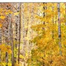 №71, Олег Водинов, Череповец №71, Олег Водинов, Череповец