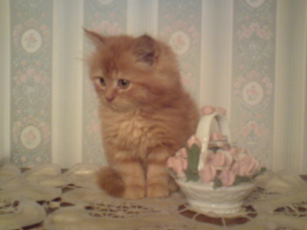 №15, Mohammed Elhamaky, 41 год, Alexandria №15, Mohammed Elhamaky, 41 год, Alexandria