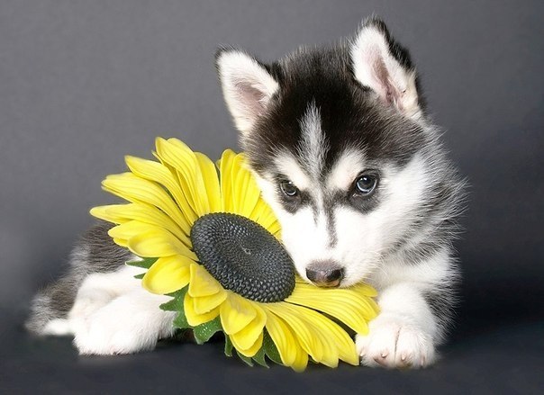 Наталья Михайская | Москва