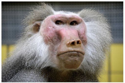 Энвидий Квадров | Санкт-Петербург