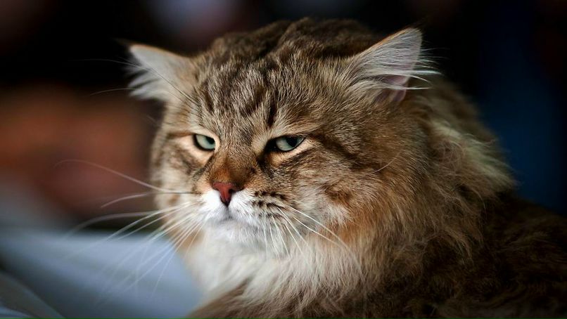 Павел Павлов | 