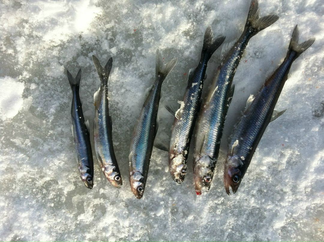 Алекс Багунов | Мурманск