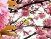 Ландыш Сабитова | Азнакаево