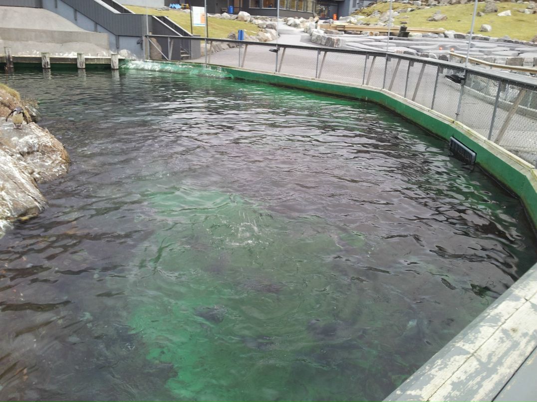 Ирина Дежан | Санкт-Петербург