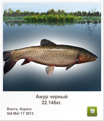 Анатолий Федотенко Николаевич | Киев