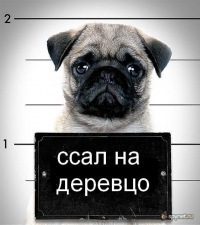 №67, Сали Гелашвили, Харьков №67, Сали Гелашвили, Харьков