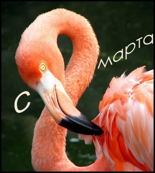 №5, Maria Ahlasababa №5, Maria Ahlasababa