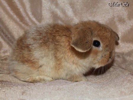 Мария Манишкина | Люберцы