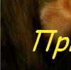 Фотография Антон Шкаликов