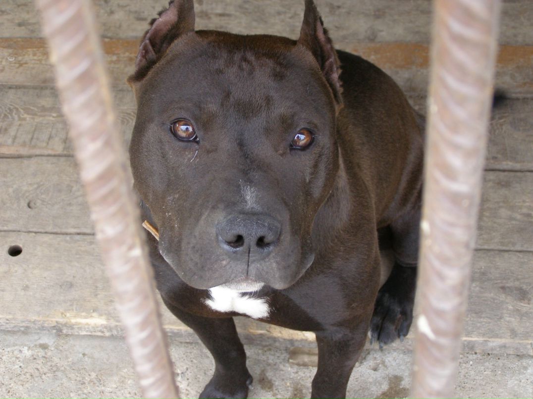 Олег Поздняков | 