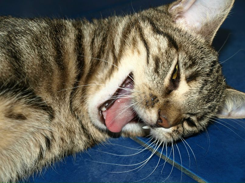 Георгий Лежнев Нелепый | Киев