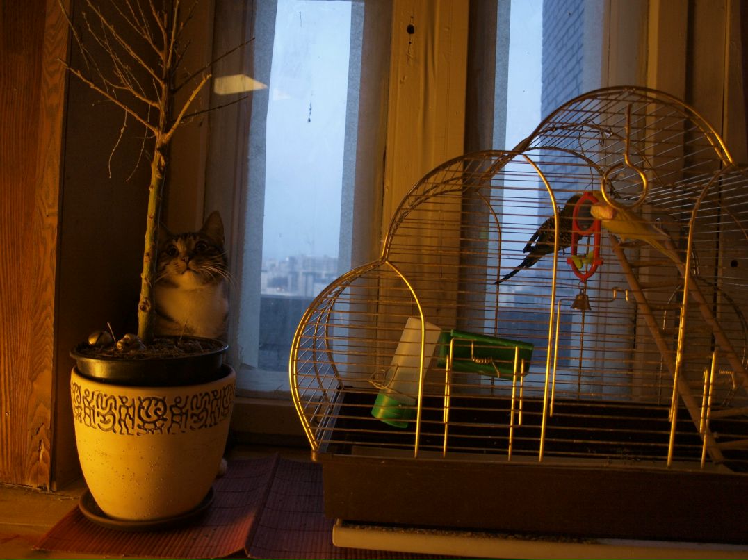 Кацура Маньчжурская 桂滿 | Санкт-Петербург