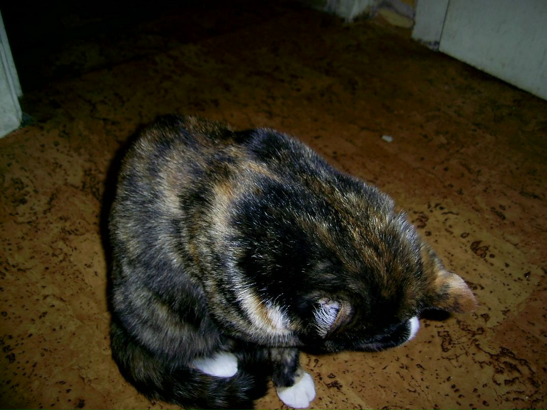 Ксения Лузанова | Киев