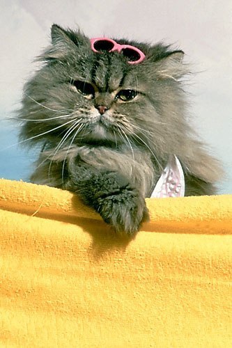 Светлана Люнгина (Светик) | Санкт-Петербург