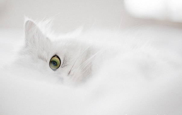 Юлия Алёшинова | Могилёв