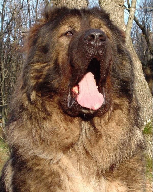 Сергей Манукян | Днепр (Днепропетровск)