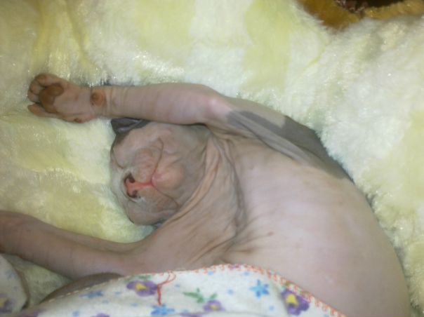 №125, Тим Gibizoff, 57 лет, Санкт-Петербург, Россия №125, Тим Gibizoff, 57 лет, Санкт-Петербург, Россия