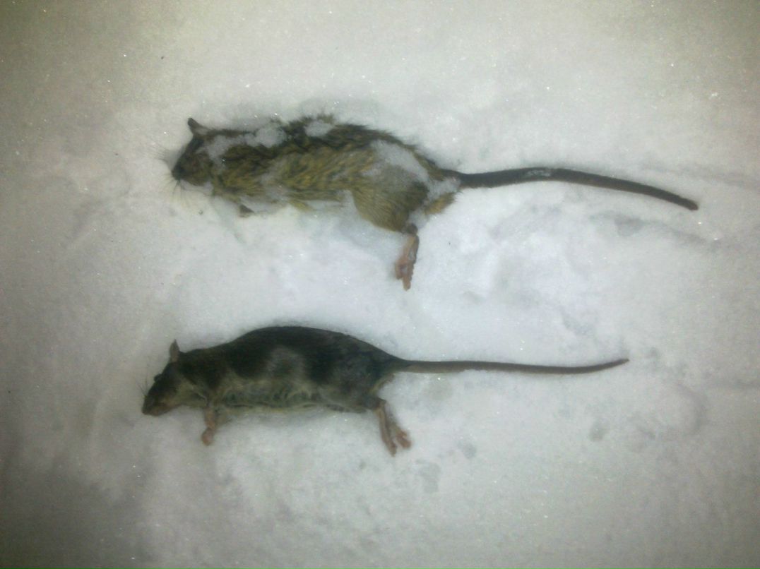 Константин Тихонов | Санкт-Петербург