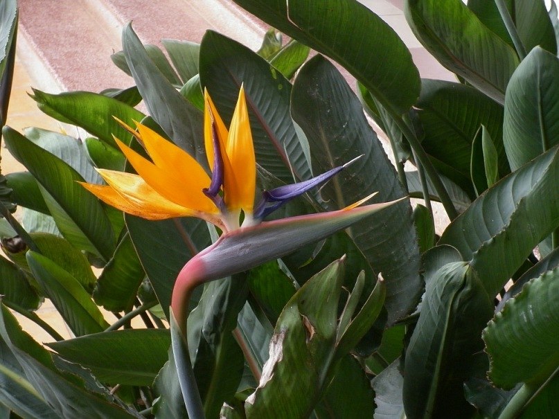 Вика Вика | Санкт-Петербург