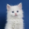 Аватар: Котик Котеночек