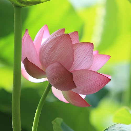 Александра Васик ** | Helsinki