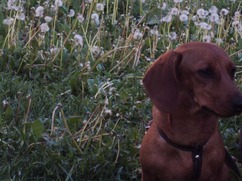 №5, Тоша Свиридов, 3.3.1982, Череповец №5, Тоша Свиридов, 3.3.1982, Череповец