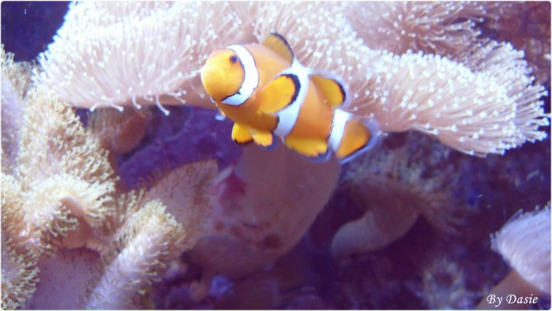 Дана Нурченкова | Thessaloniki