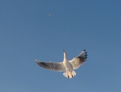 Юлия Витебская | Зеленоградск