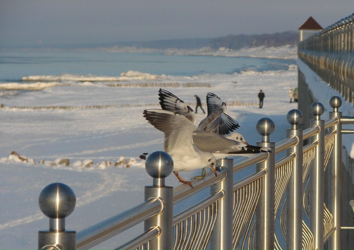 Юлия Витебская | Зеленоградск