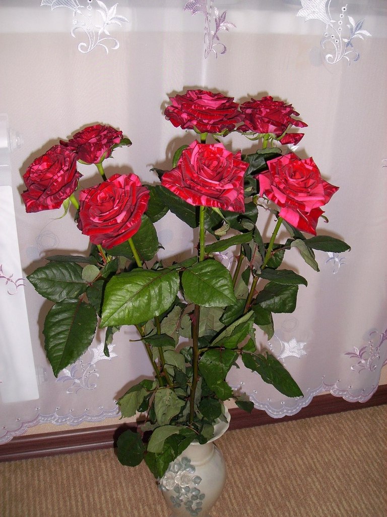 Юлия Демьяненко | Харьков