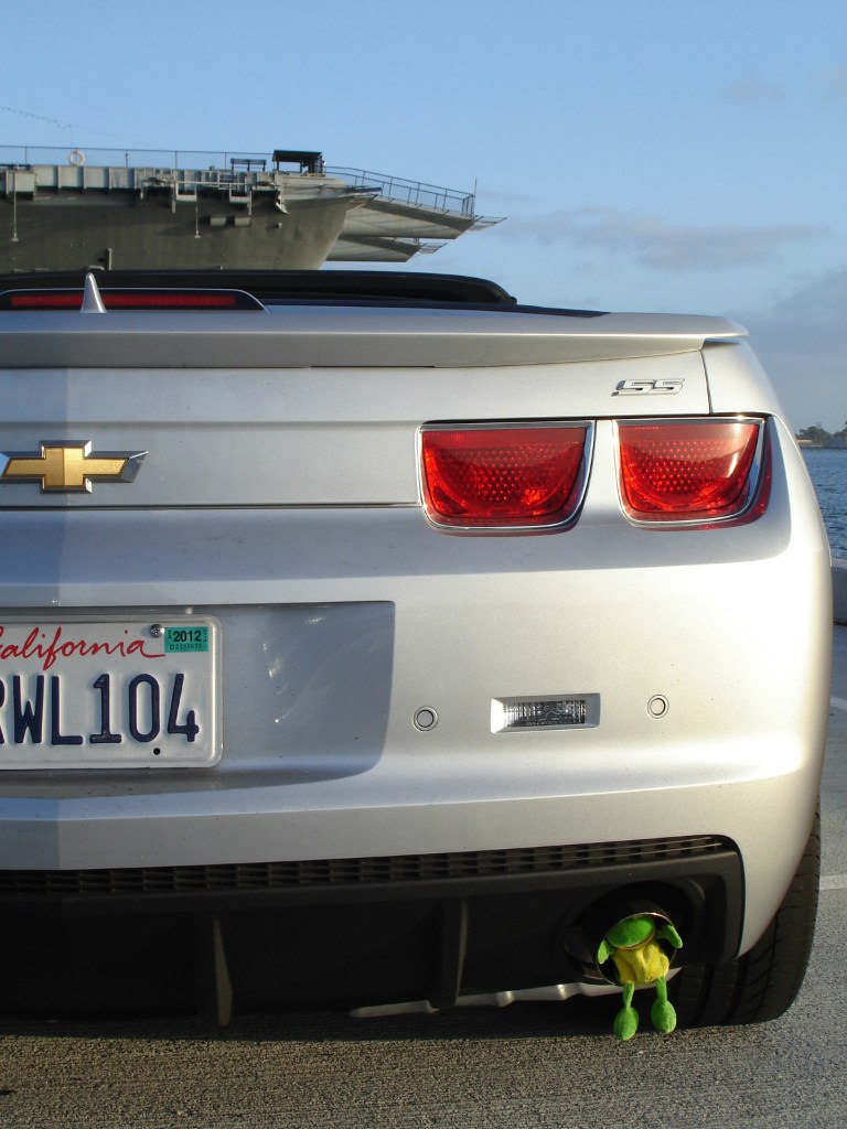 Лягуха Зырящая | Санкт-Петербург