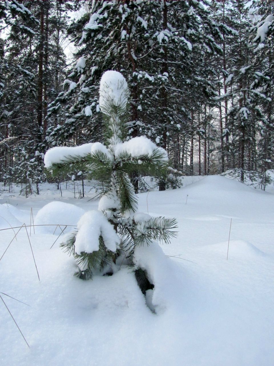 Юрий Лесков | Санкт-Петербург
