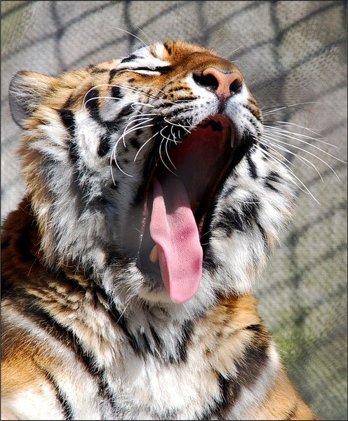 Виолетта Гурнович | Москва