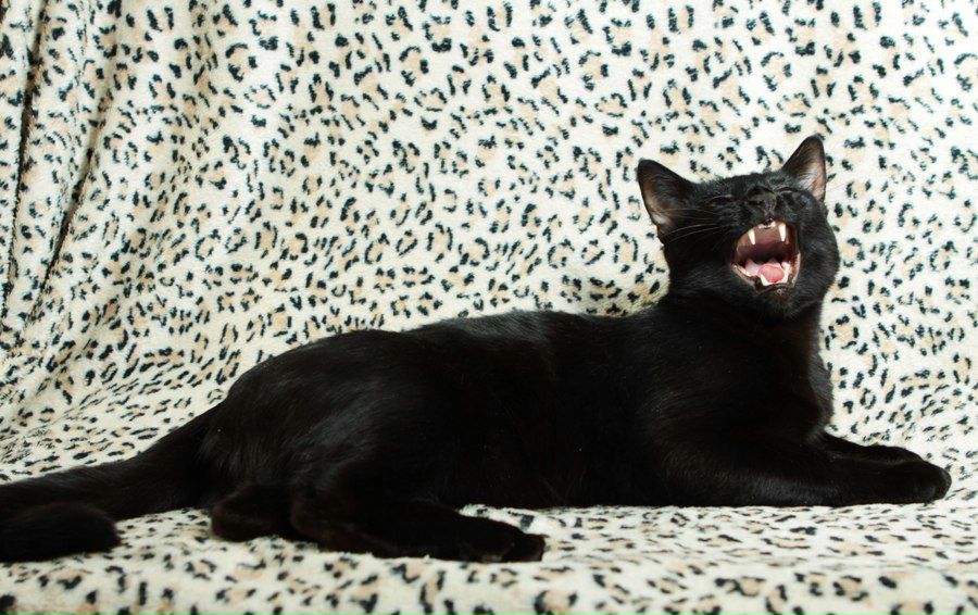 Анна Никитина -=nikas=- | Москва