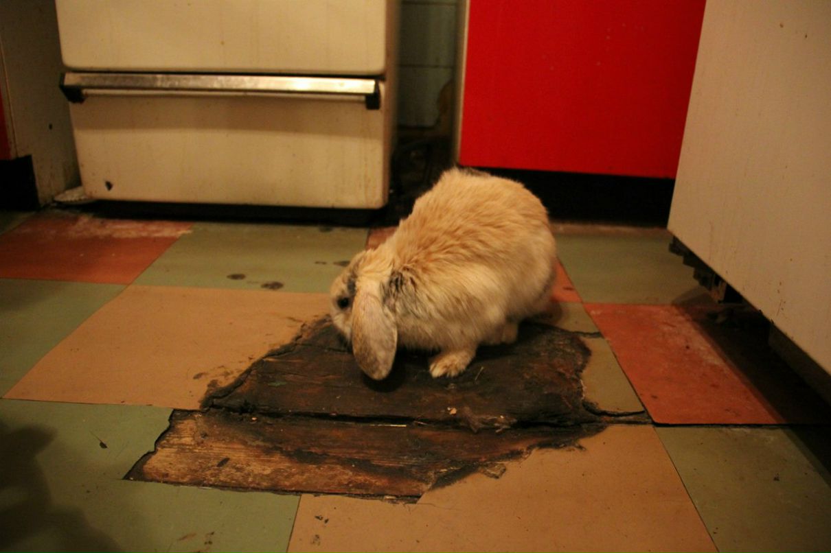 Константин Тарадыменко | Санкт-Петербург