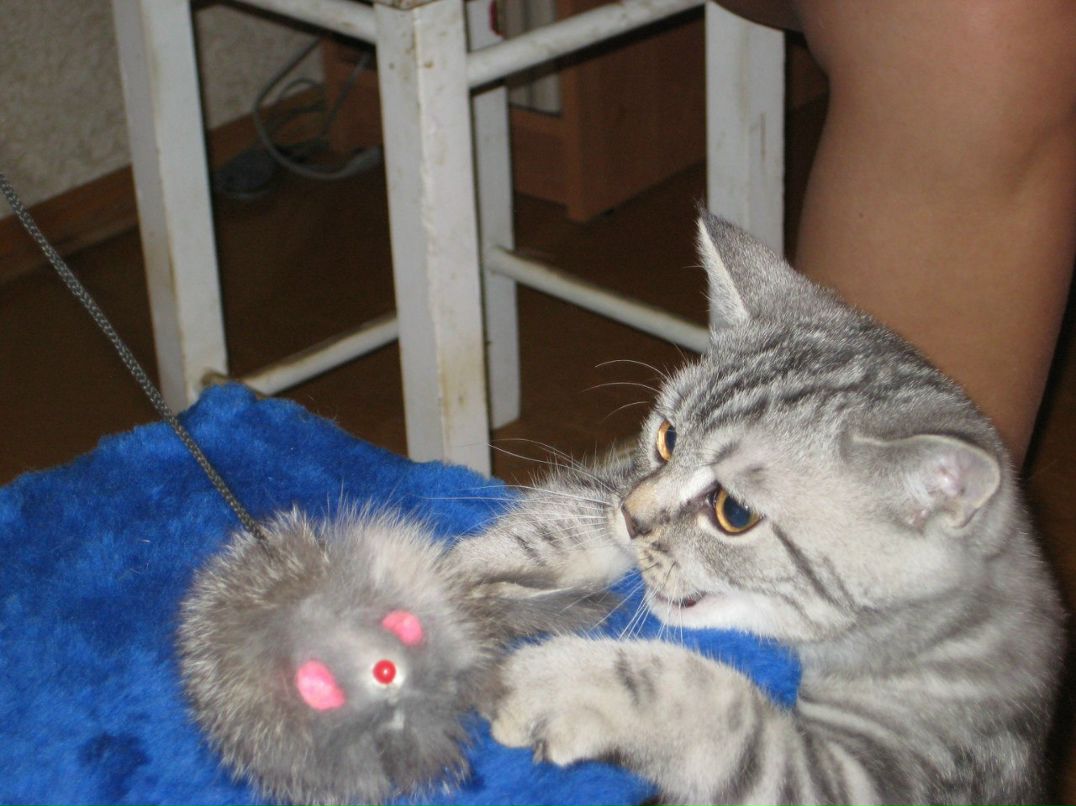 Вячеслав Ширко | Великий Новгород