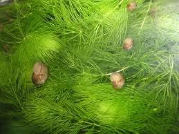 №70, Лена Лена, Киев №70, Лена Лена, Киев