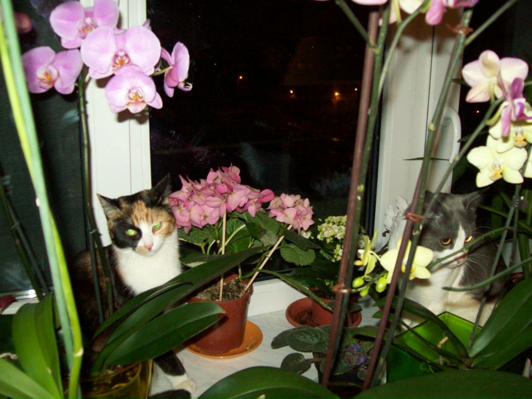 Галина Столярова Петровна | Санкт-Петербург