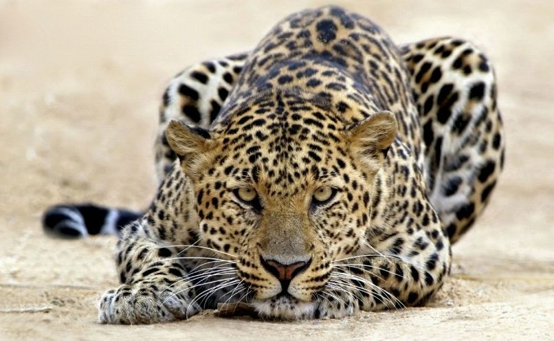 Алёна Шевченко ✈✈✈ | Москва