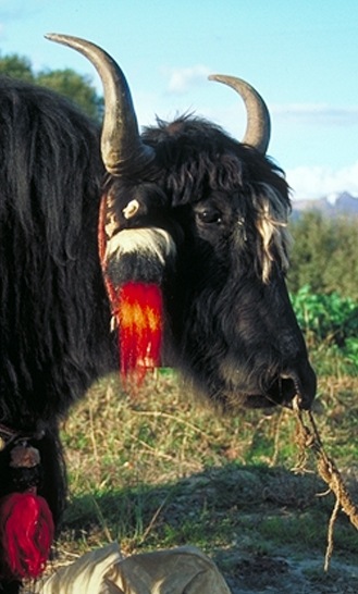 №43, Георгий Арч-Штурдумц, 13.11.1988 №43, Георгий Арч-Штурдумц, 13.11.1988