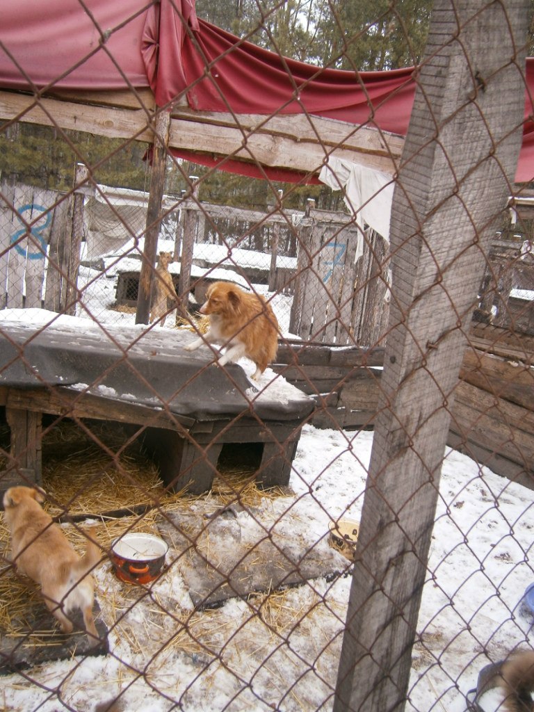 Олександр Брижко | Киев