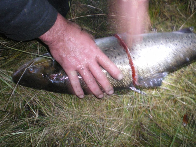 Антон Хмелевский (ЮРИЧ) | Дружная Горка