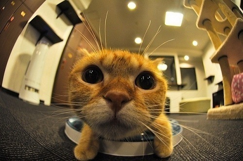 №56, Асаевич Антон, 27.3.1987, Минск №56, Асаевич Антон, 27.3.1987, Минск