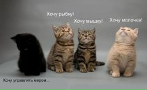 №33 Ксения Евстигнеева : профиль, фото, статус - ВКонтакте