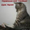 Аватар: Awdd Adwdaw