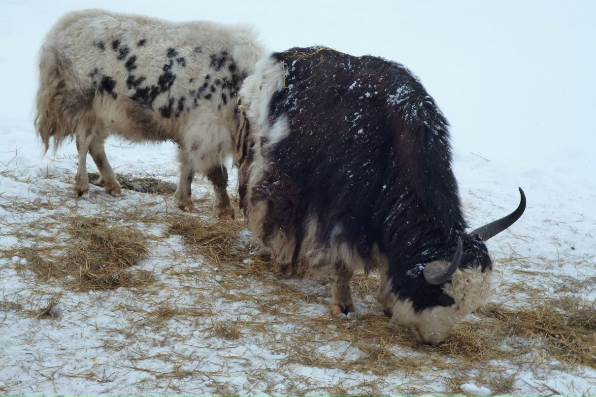 Ольга Синтелёва | Дзержинск
