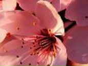 Елизавета Сладенькая LiZ4iK | Москва